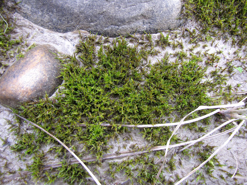Calliergon richardsonii